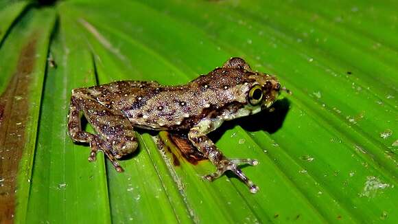 Image of Bandeirantes Snouted Treefrog