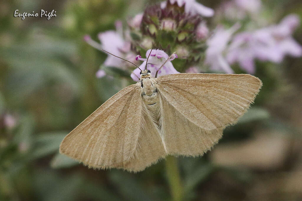 Image of Drab looper moth