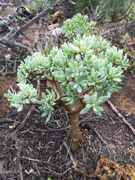 Image of Othonna arbuscula (Thunb.) Sch. Bip.