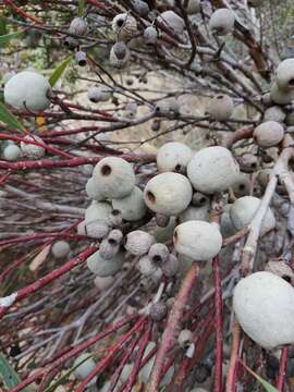 Image of Eucalyptus buprestium F. Müll.