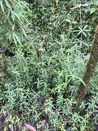 Sivun Biophytum aeschynomenifolia Guillaumin kuva
