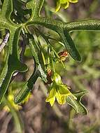 Kedrostis capensis (Sond.) A. Meeuse resmi