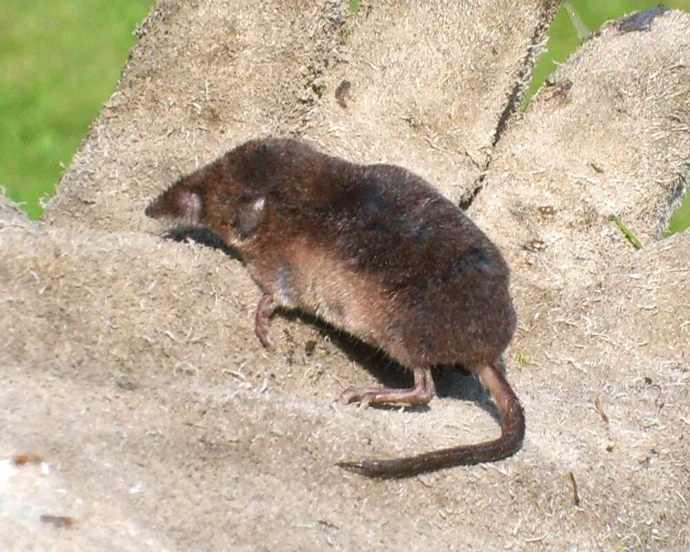 Image of shrews