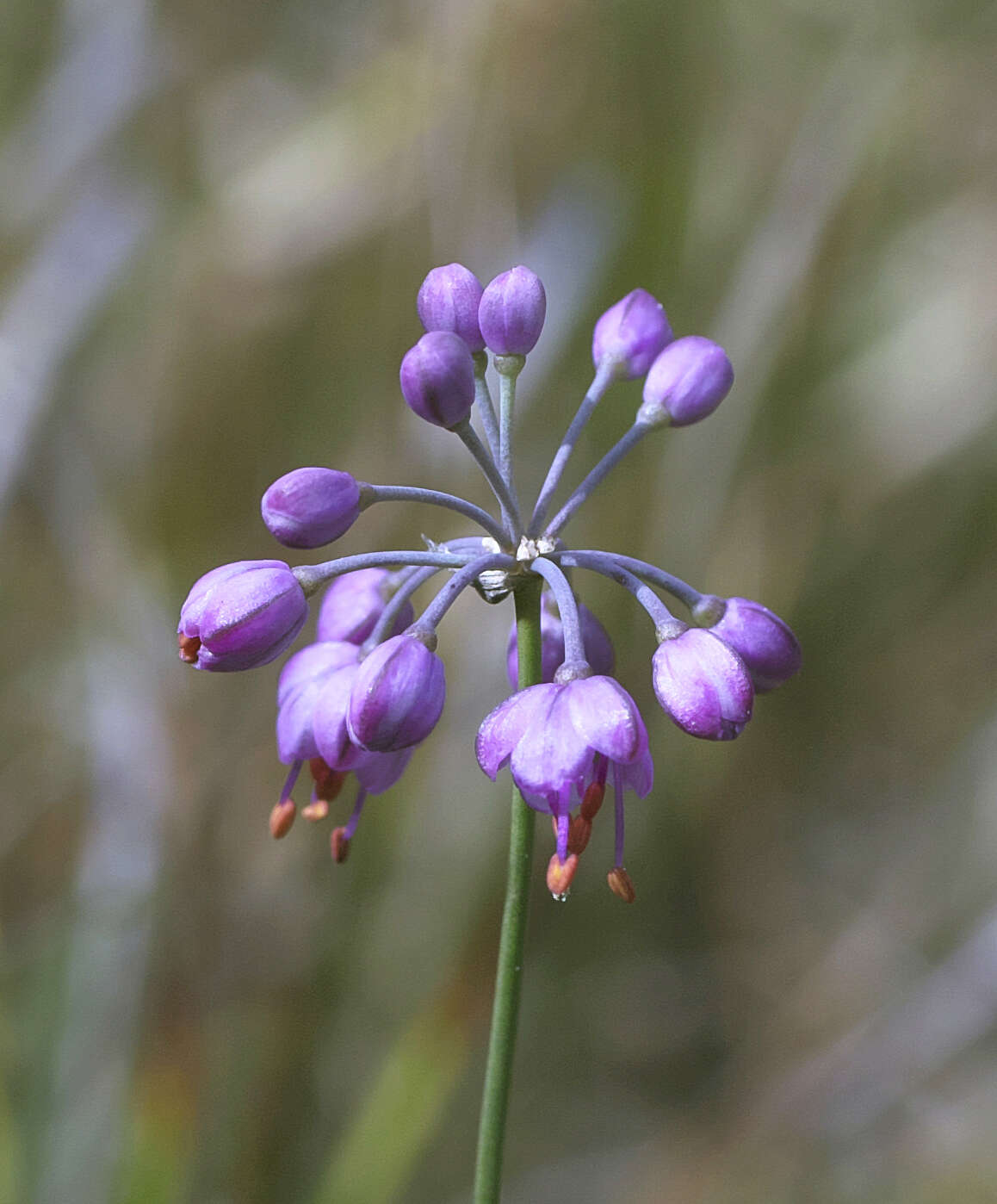 صورة Allium thunbergii G. Don