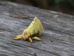 Image of Willow Ghost Moth