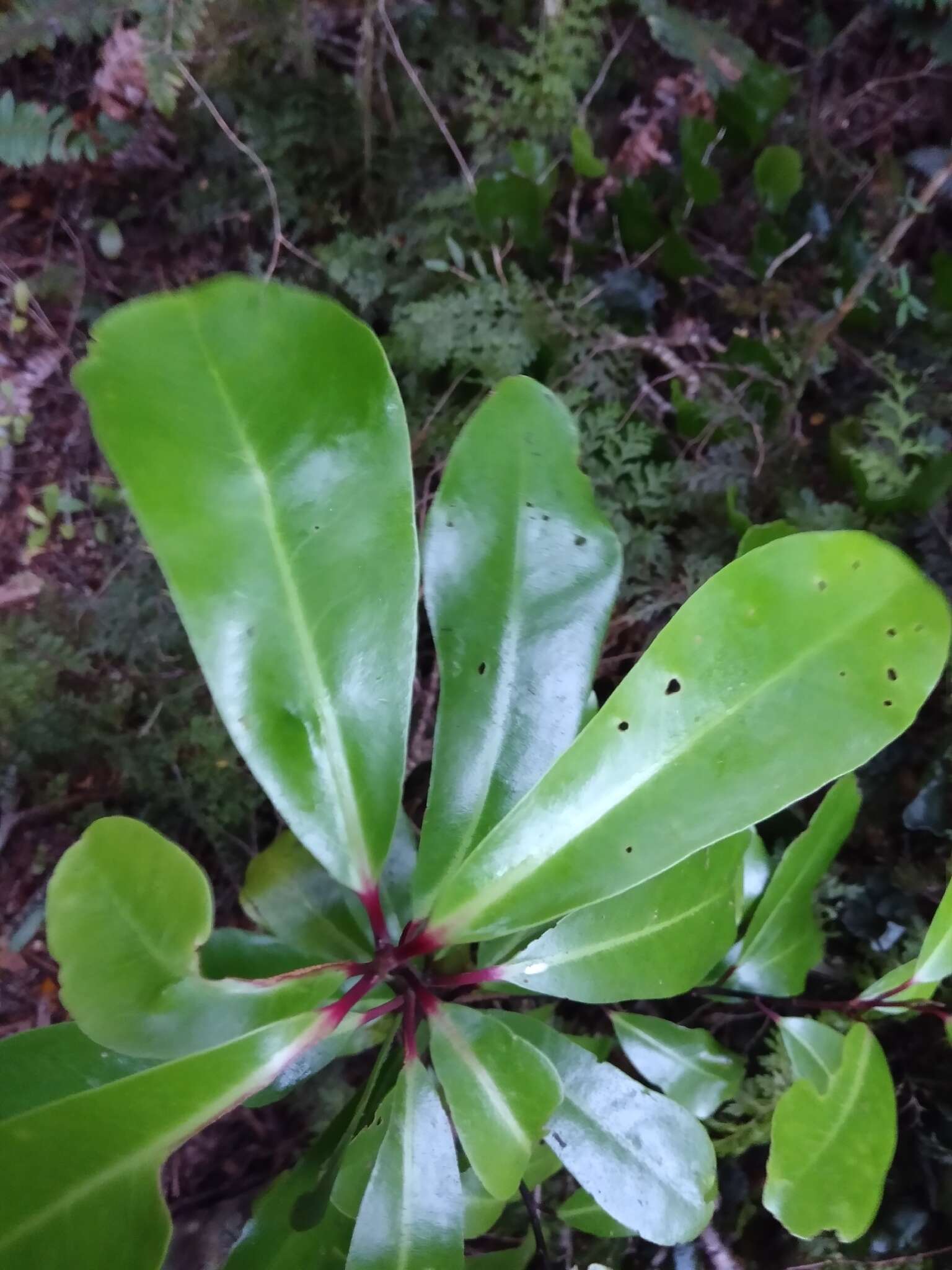 Image of Pseudowintera axillaris (J. R. & G. Forst.) Dandy