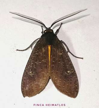 صورة Sychesia dryas Cramer 1775