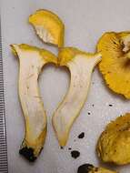 Image de Cantharellus flavus Foltz & T. J. Volk 2013