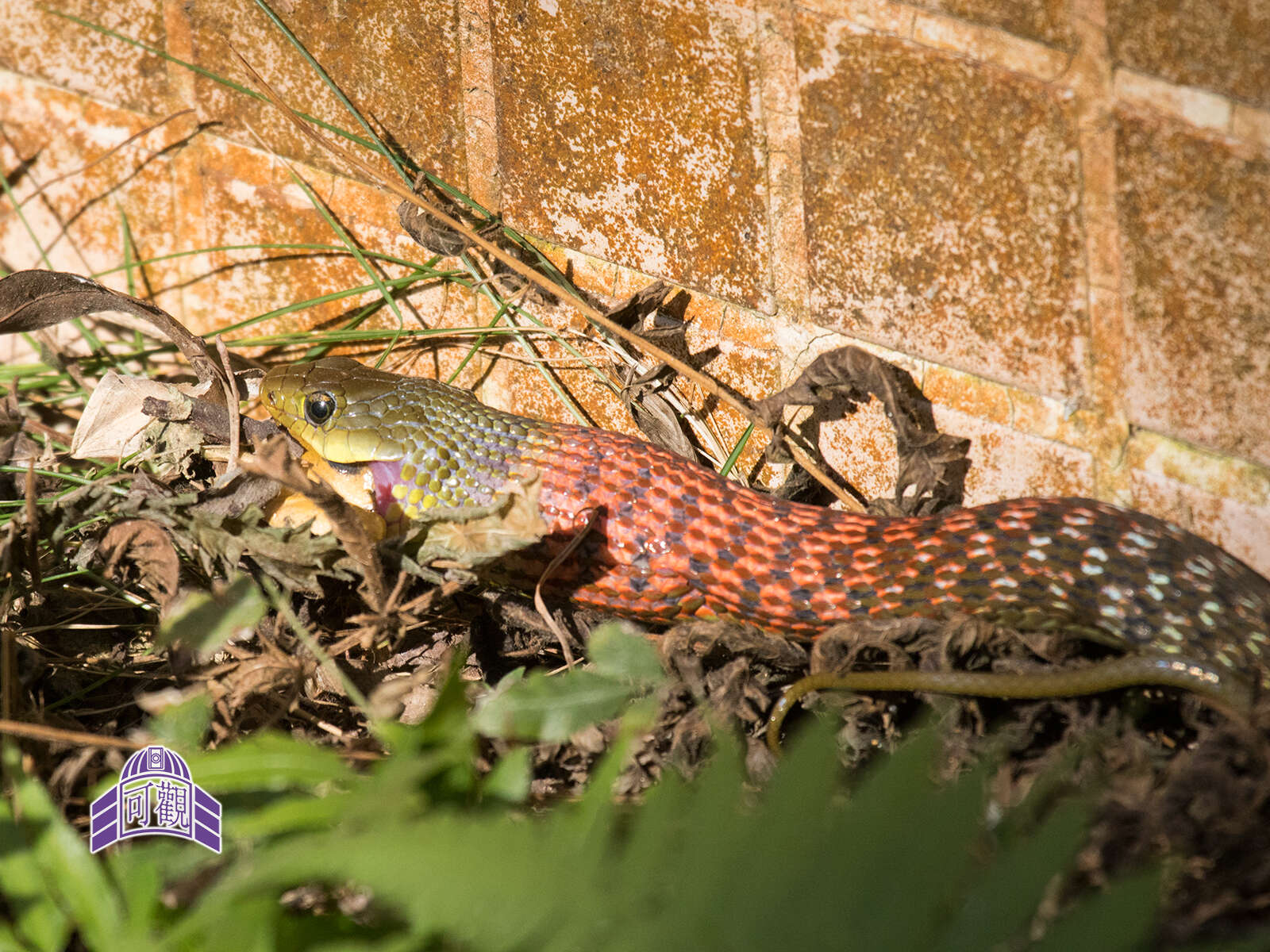 Image of Rhabdophis helleri (Schmidt 1925)