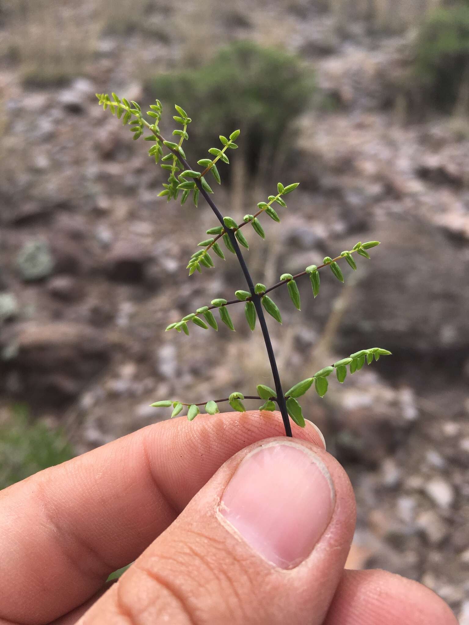 Plancia ëd Pellaea truncata Goodd.