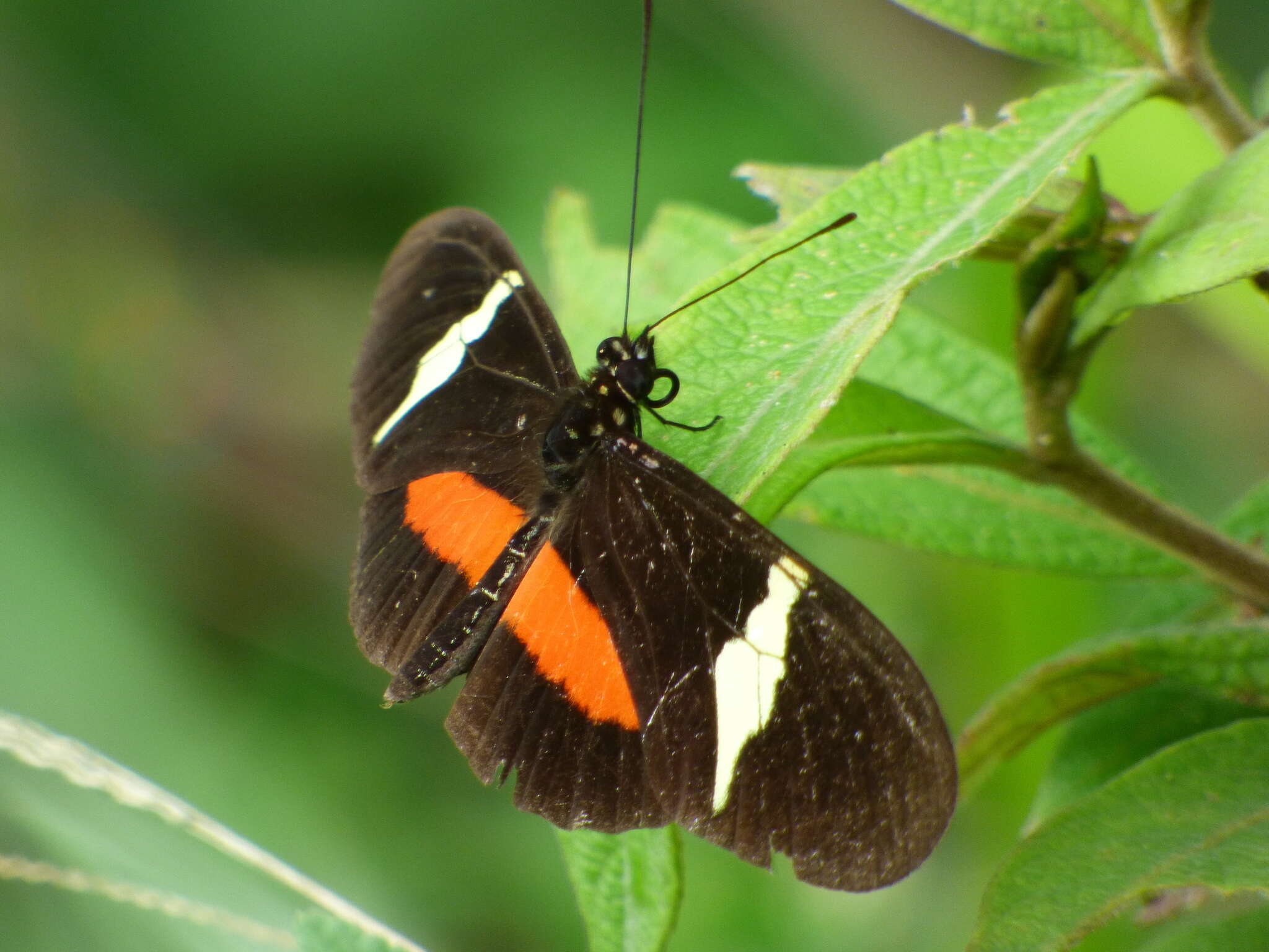 Image of Heliconius clysonymus Latreille 1817