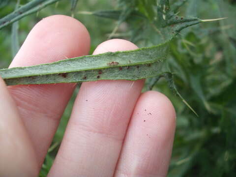 Imagem de Puccinia cnici H. Mart. 1817