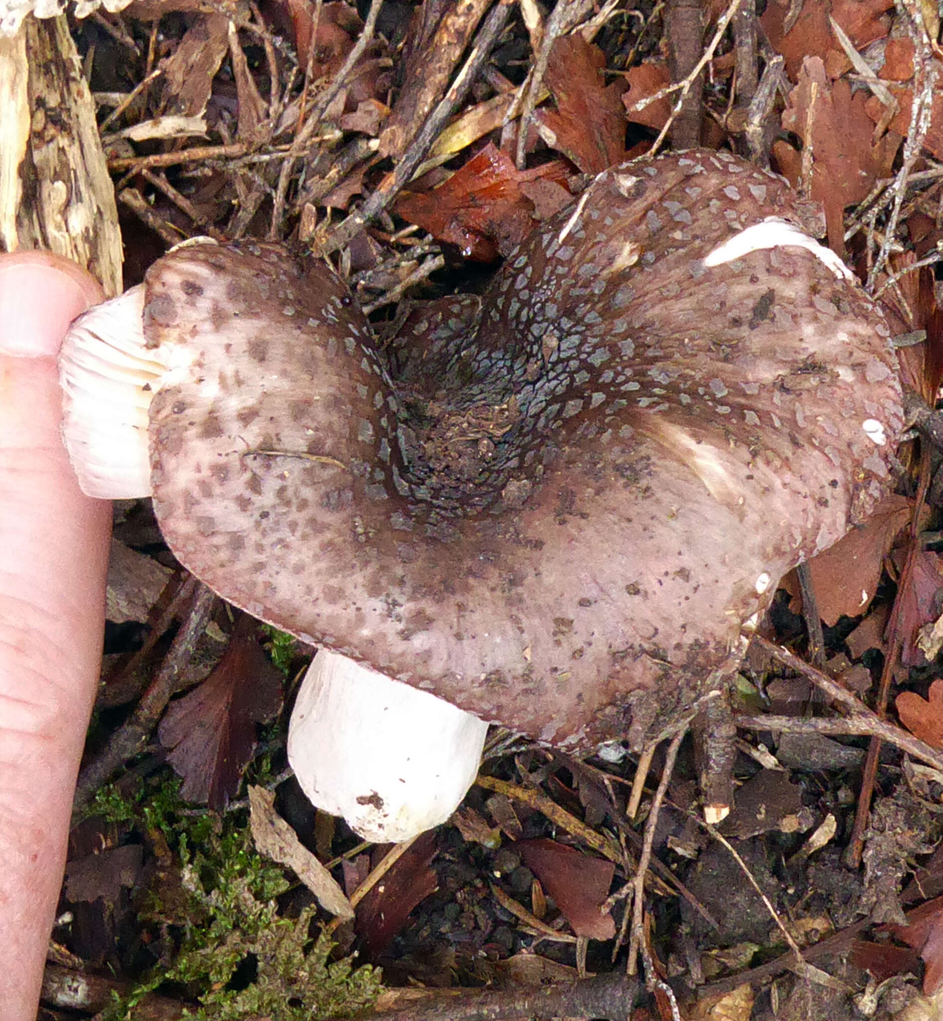 Image de Russula griseoviridis McNabb 1973