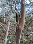 Image of Risdon peppermint gum