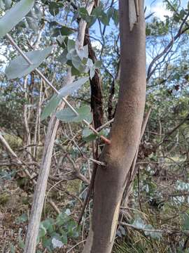 Eucalyptus risdonii Hook. fil. resmi