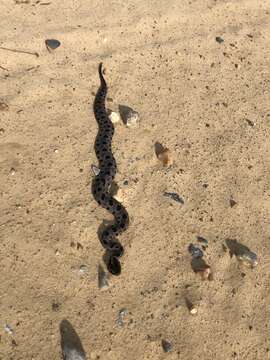 Image of Pygmy Rattlesnake