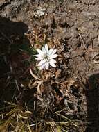 Image of Perezia pinnatifida (Humb. & Bonpl.) Wedd.