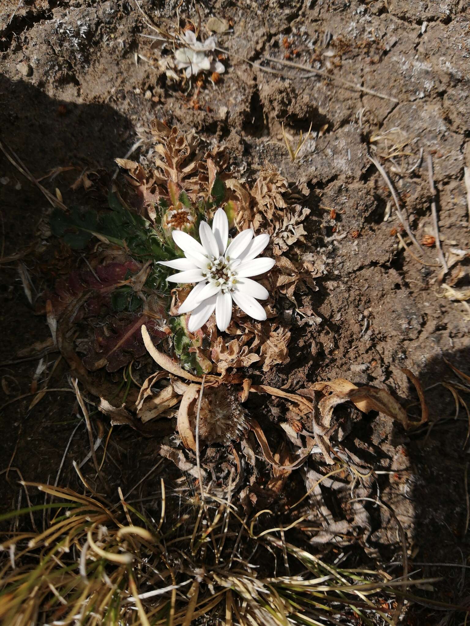 Image of Perezia pinnatifida (Humb. & Bonpl.) Wedd.