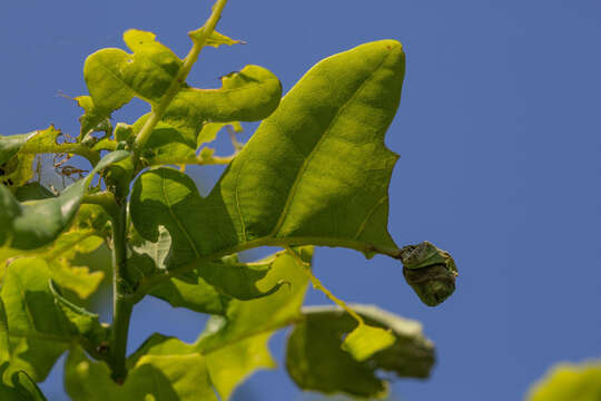 Image of Oak Leaf-roller