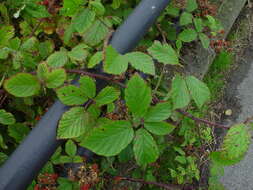 Image de Rubus radula Weihe ex Boenn.