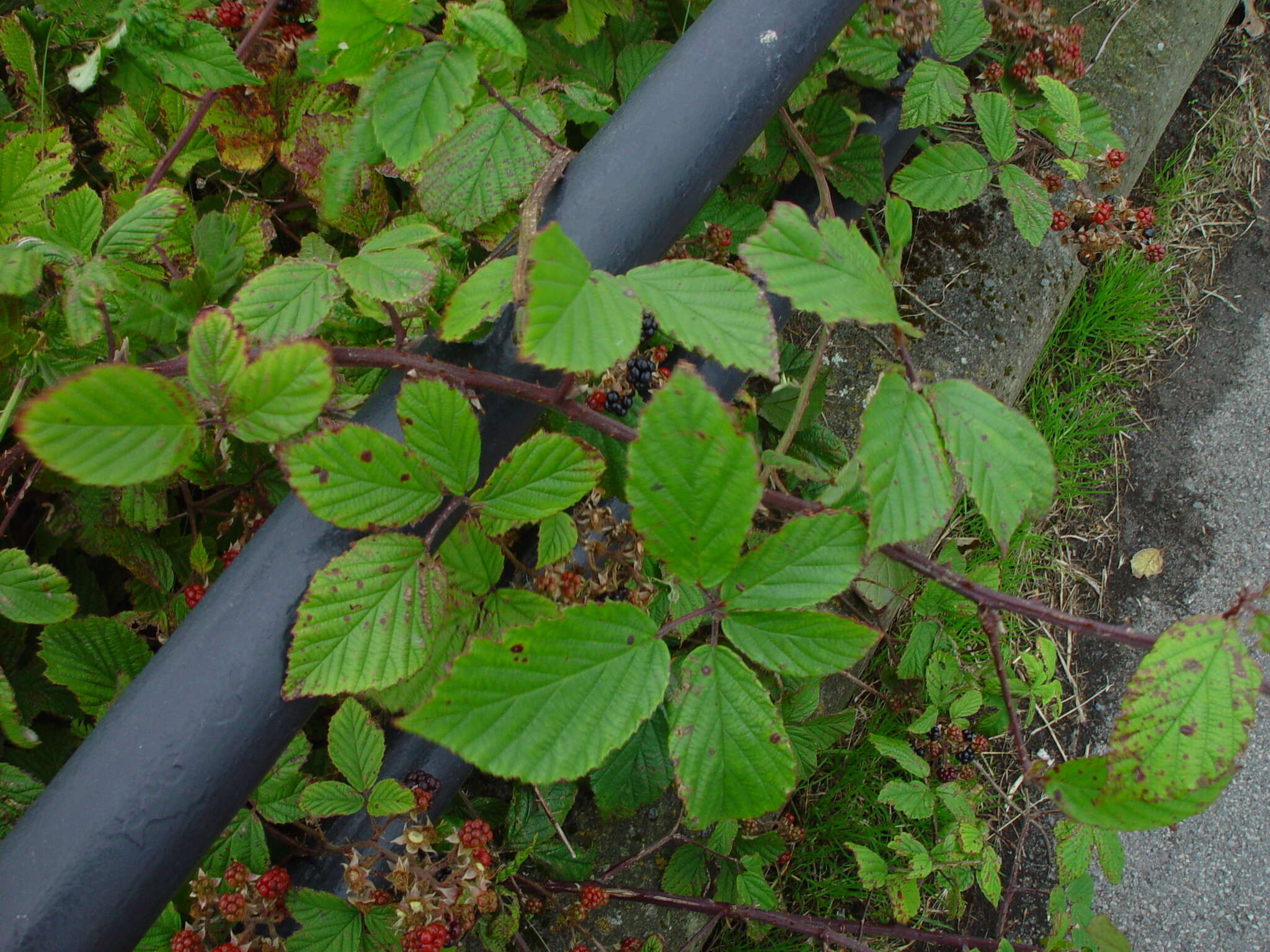 Image de Rubus radula Weihe ex Boenn.