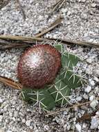 Sivun Melocactus violaceus Pfeiff. kuva