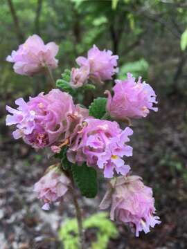 Image of Lippia lupulina Cham.