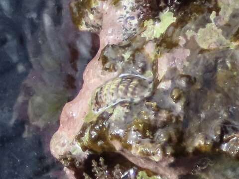 Image of marbled chiton