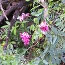 Image of black vetch