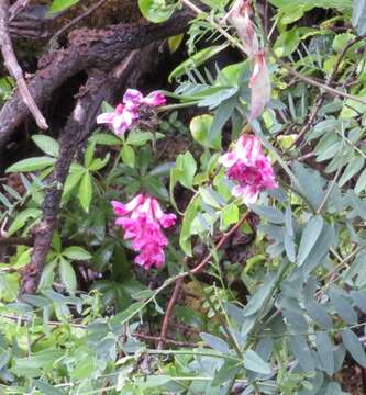 Image of black vetch