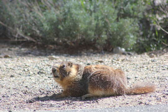 Image of Marmota subgen. Petromarmota Steppan et al. 1999