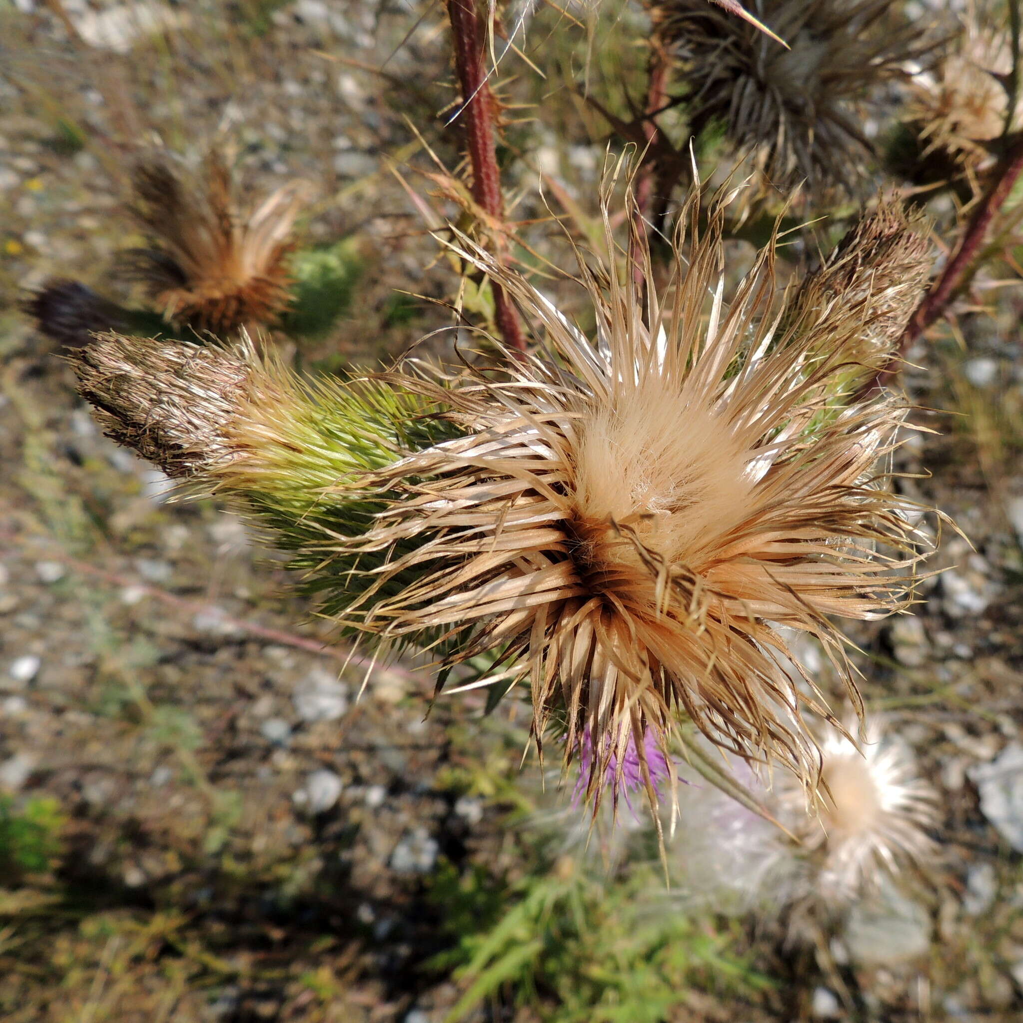 Image de <i>Cirsium <i>vulgare</i></i> subsp. vulgare