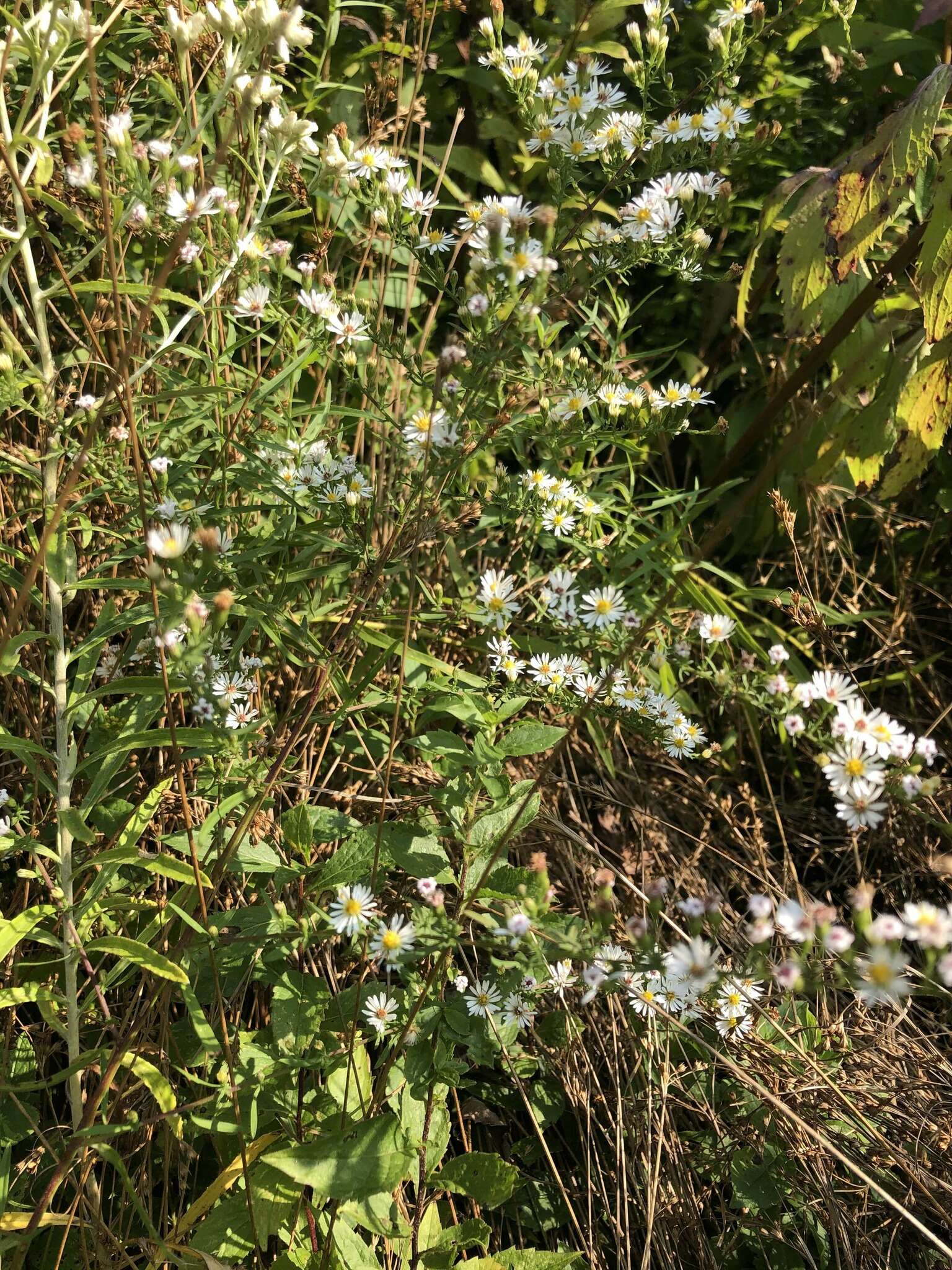 Image of Fragile-Stem American-Aster