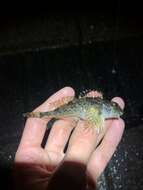 Image of Padded sculpin