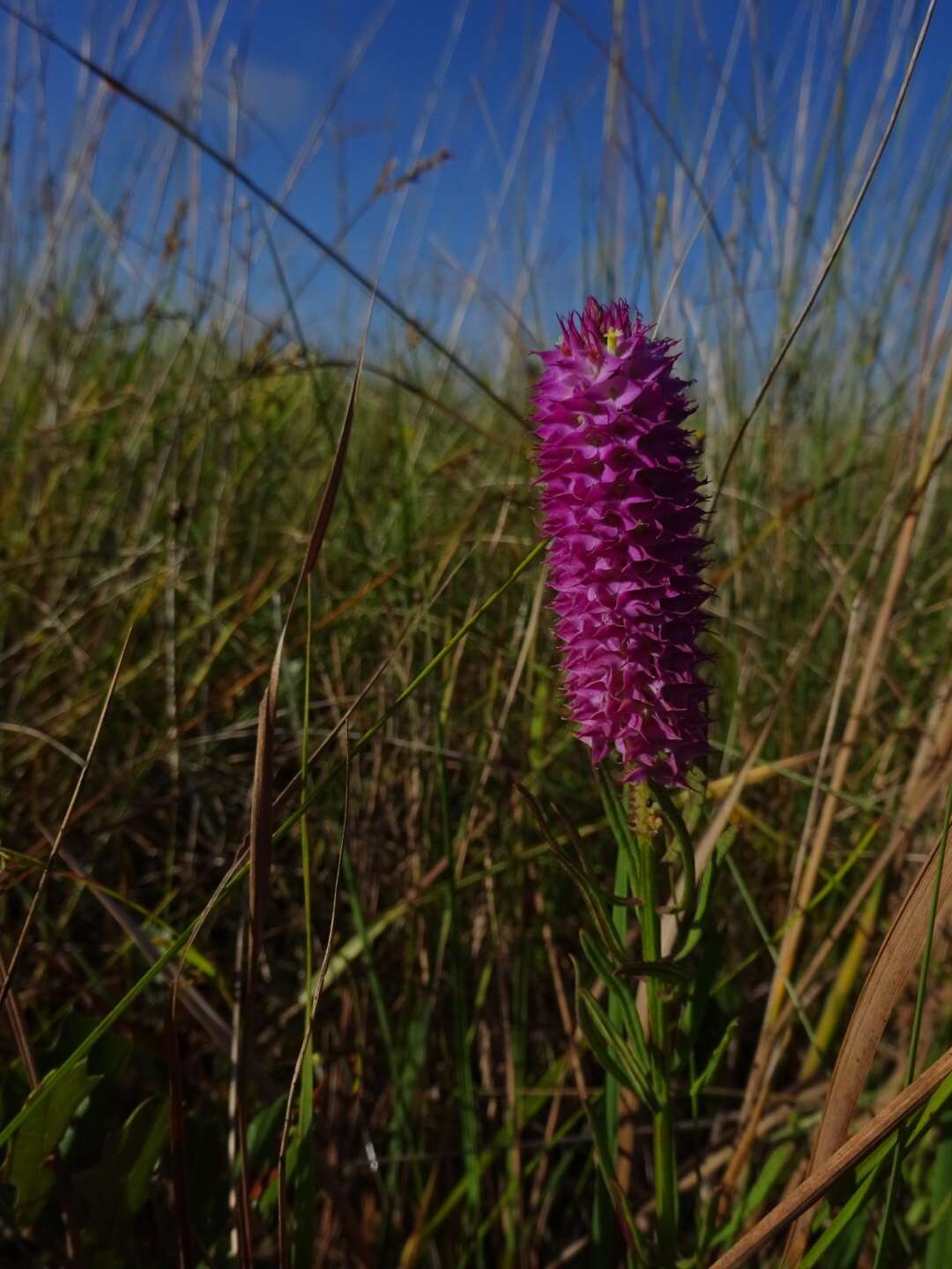 Plancia ëd Polygala cruciata L.