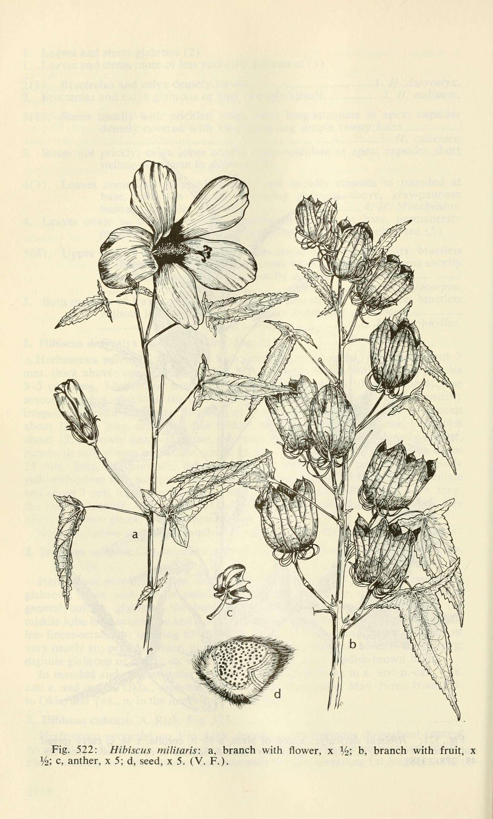 Image of halberdleaf rosemallow