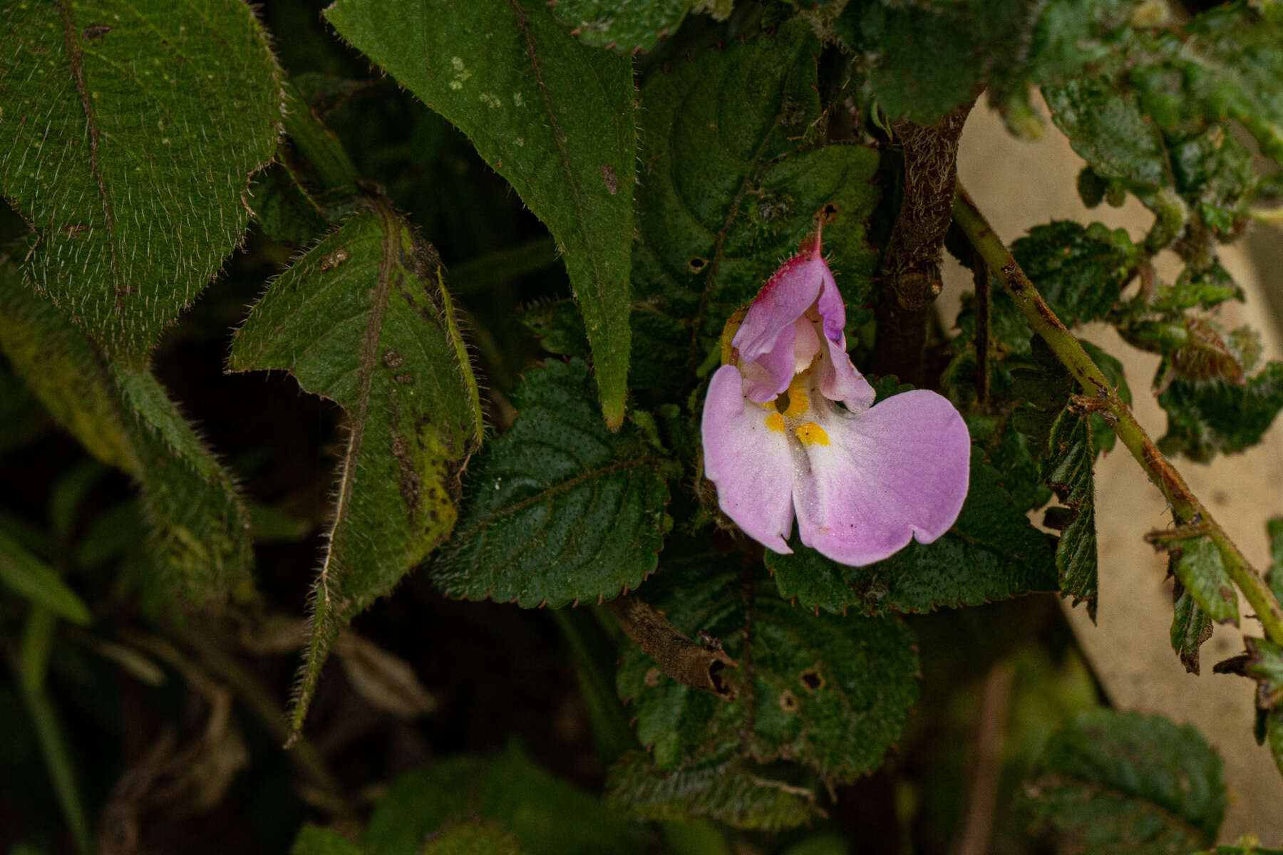 Impatiens burtonii Hook. fil. resmi