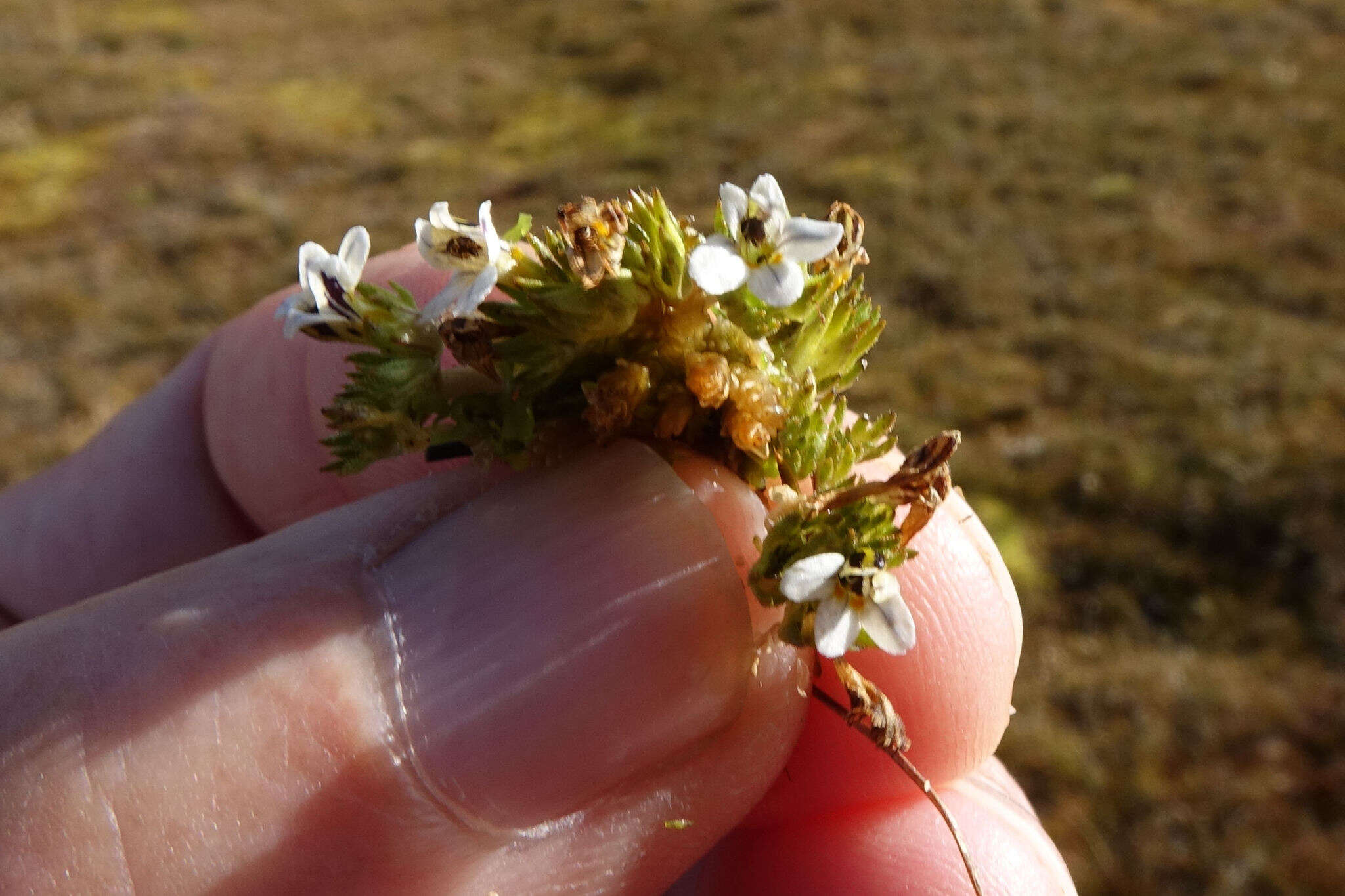 Image of Euphrasia dyeri Wettst.