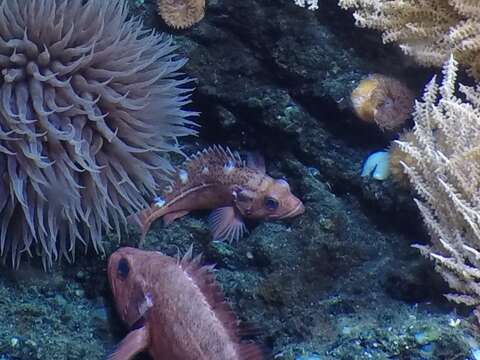 Image of Blackspotted rockfish