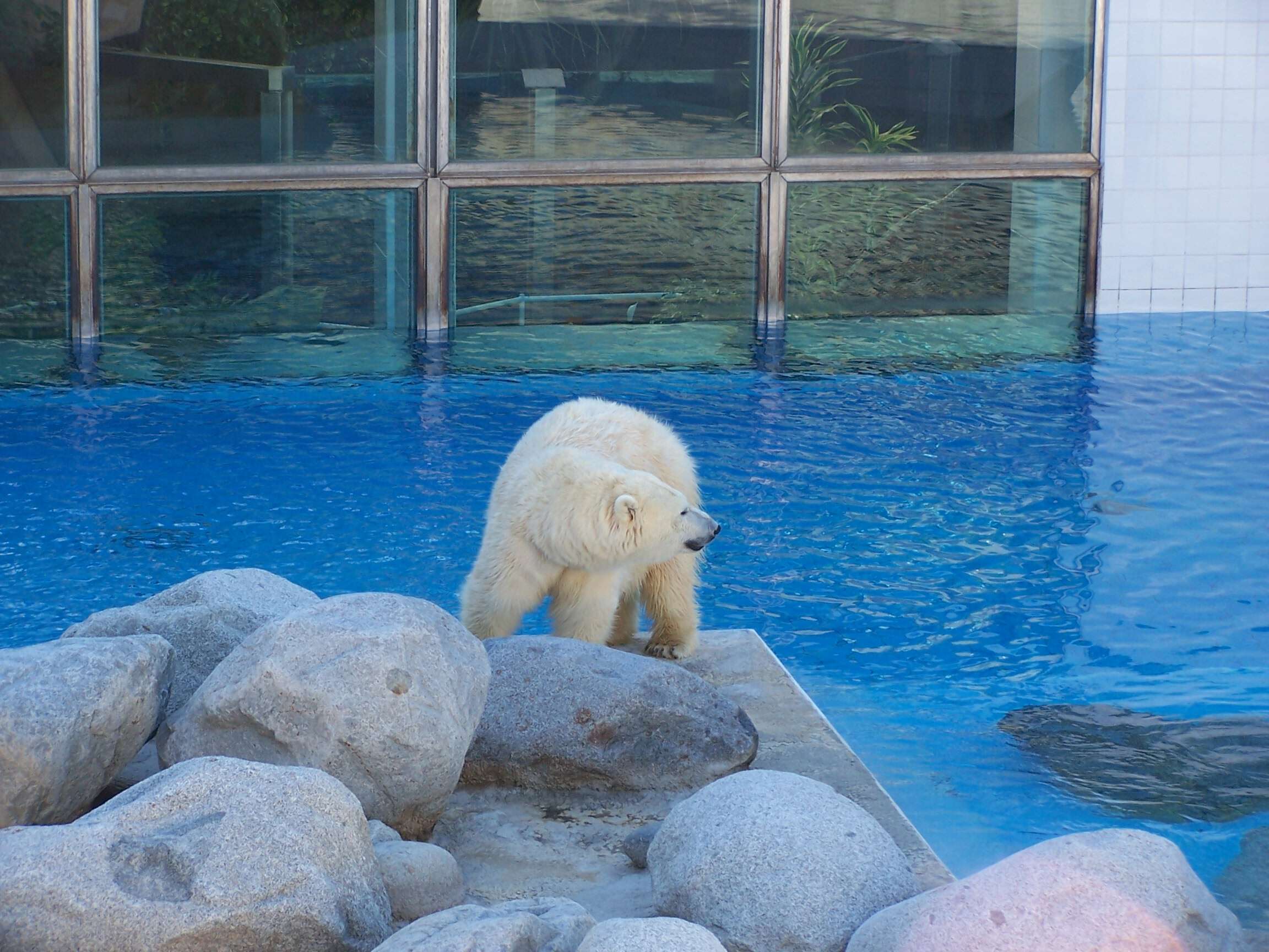 Imagem de urso-polar