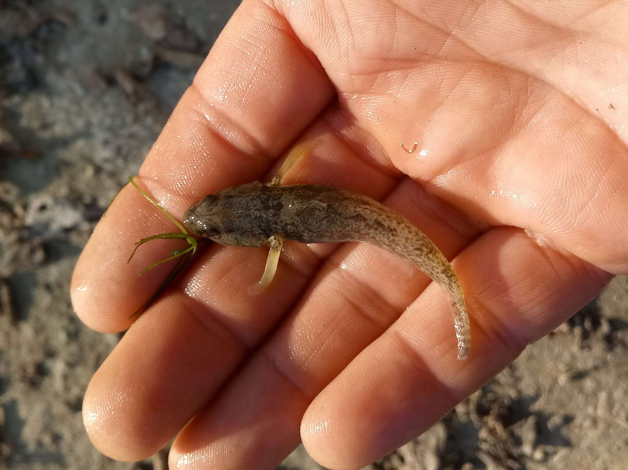 Image of Common goby