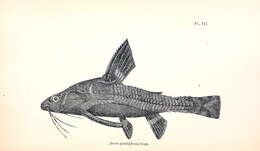 Image of Spotted raphael catfish