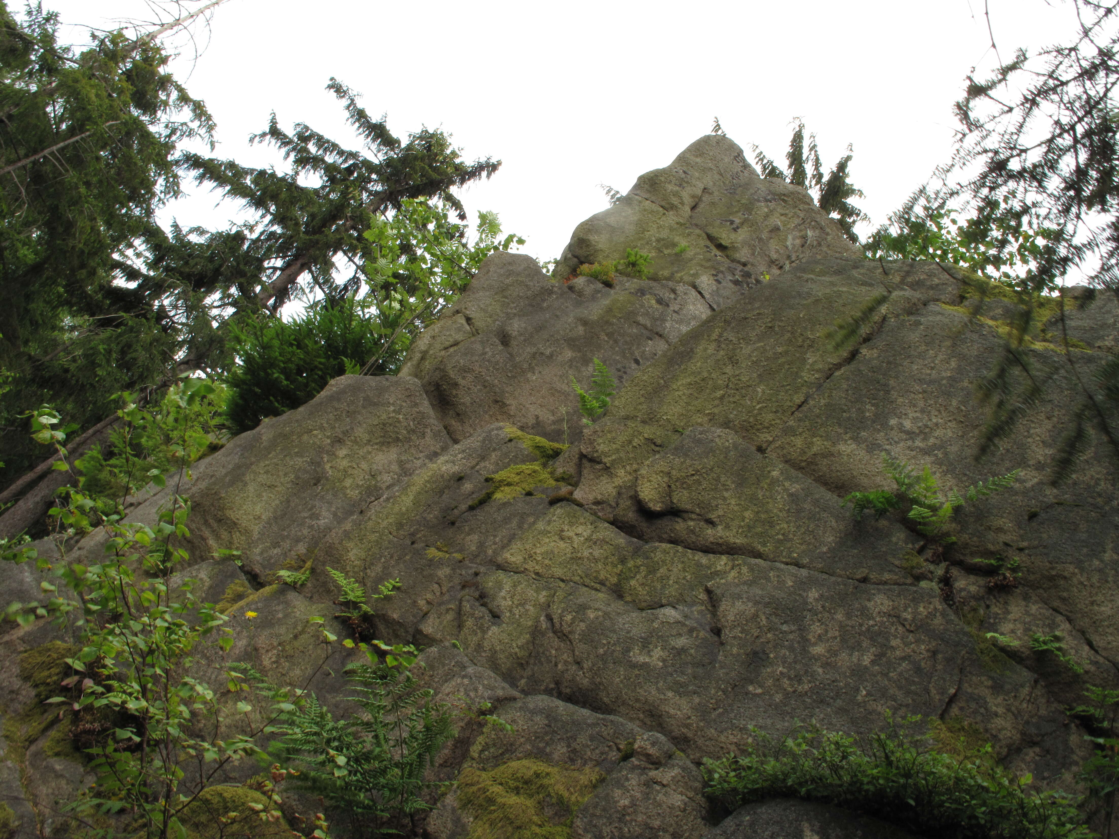 Image of Norway spruce