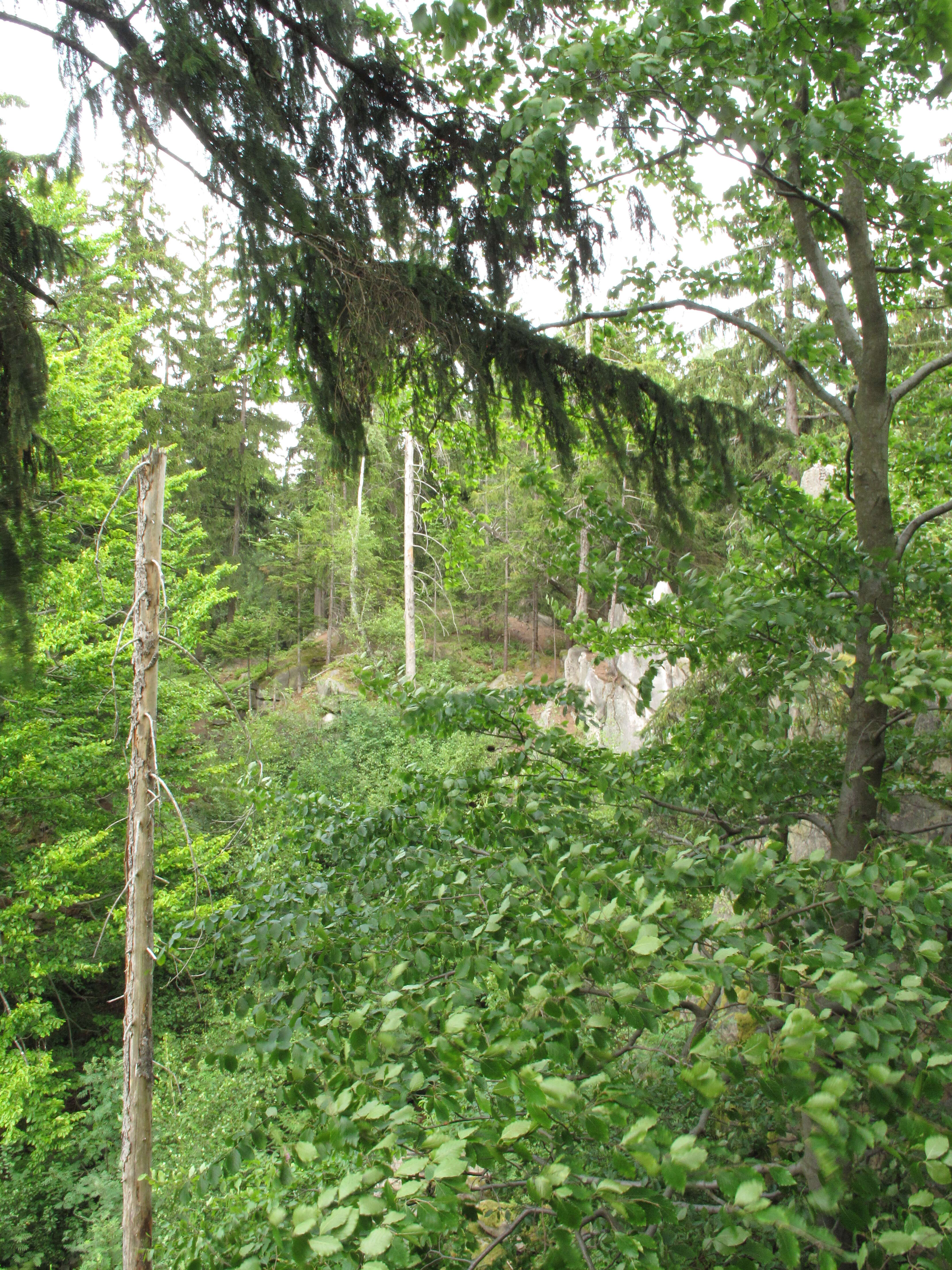 Sivun metsäkuusi kuva