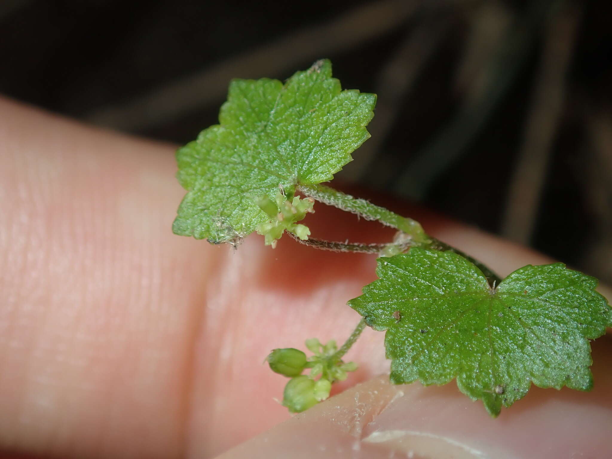 Image de Hydrocotyle hirta R. Br. ex A. Rich.