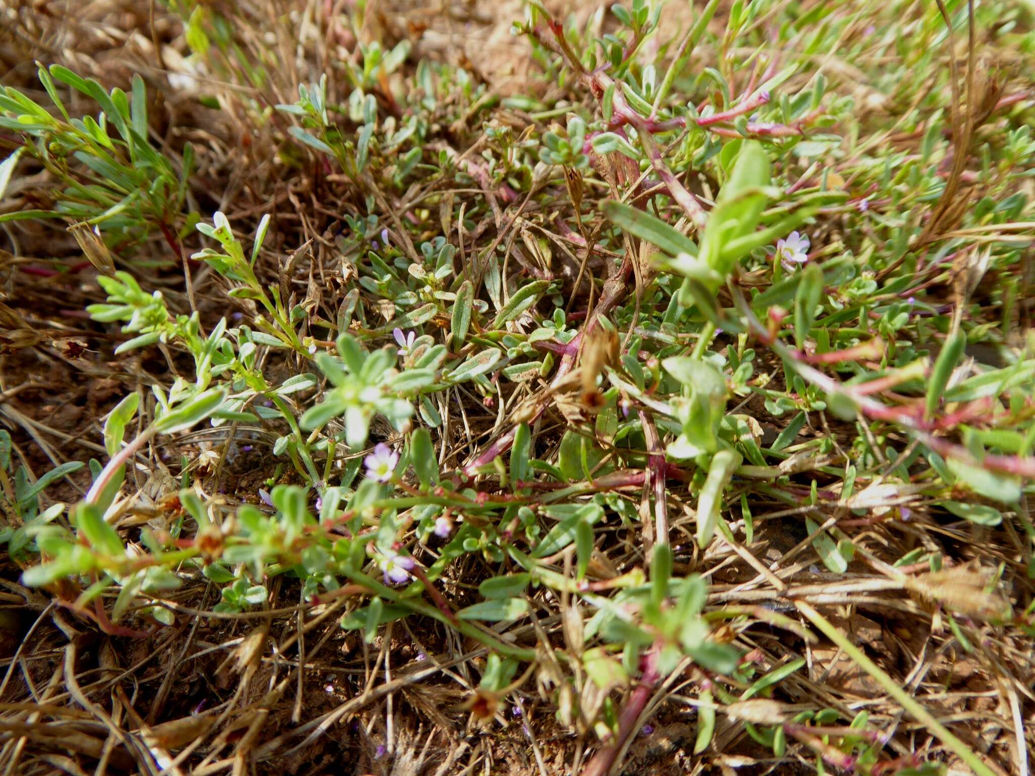 Plancia ëd Lythrum tribracteatum Sprengel