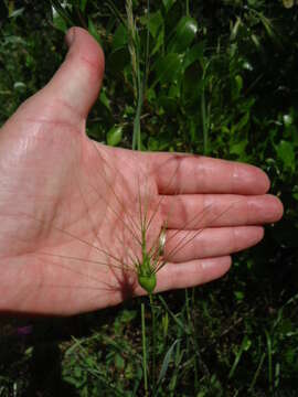 Plancia ëd Aegilops neglecta Req. ex Bertol.