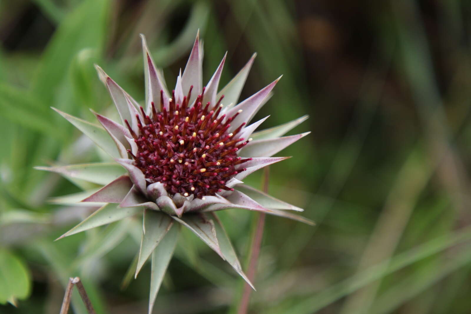 Image of Macledium zeyheri (Sond.) S. Ortiz