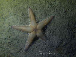 Image of Sand star