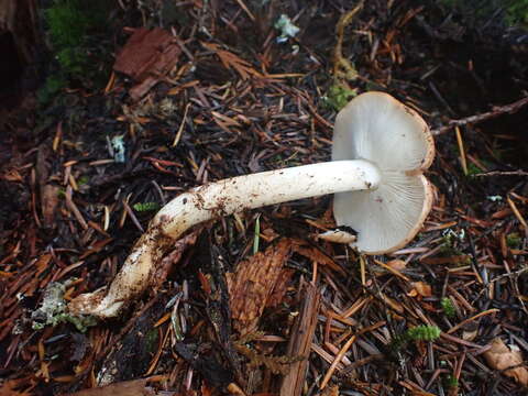 Image of Rhodocollybia oregonensis (A. H. Sm.) Lennox 1979